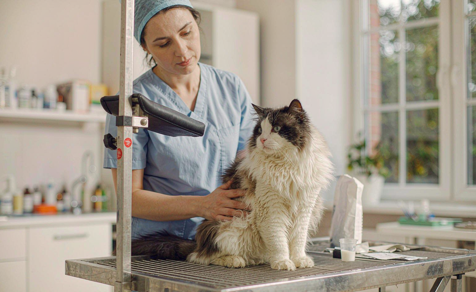 猫咪吐毛球正常吗？太原宠物医院毛球症科普