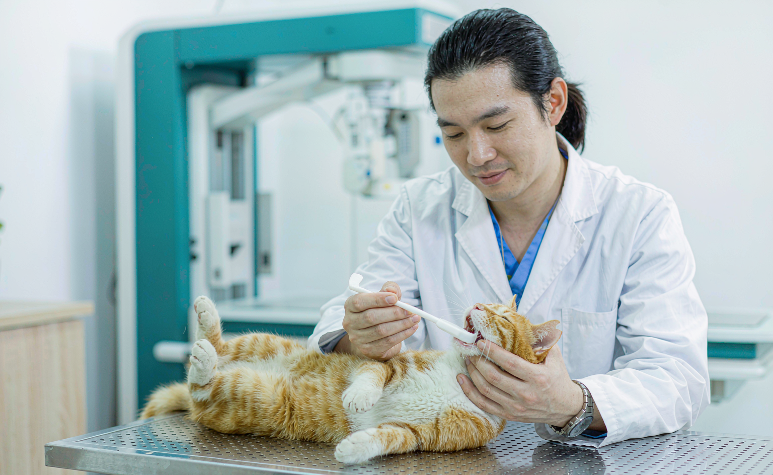 太原猫口炎口腔检查:兽医为橘猫做口腔与牙齿检查