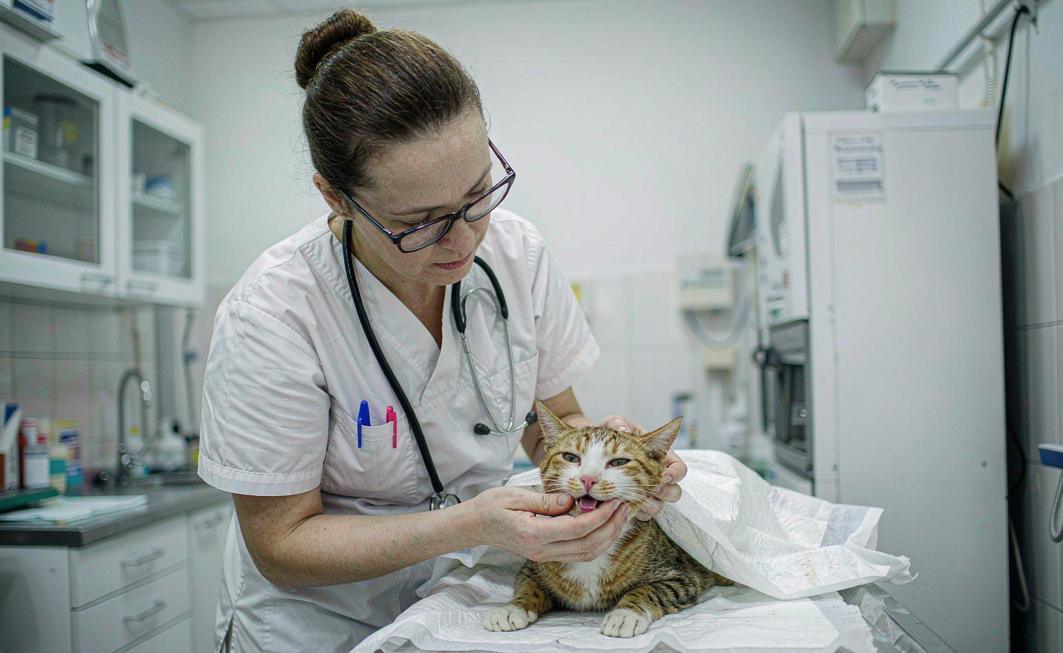 太原猫黑下巴检查:兽医托起橘白猫下巴查看皮肤