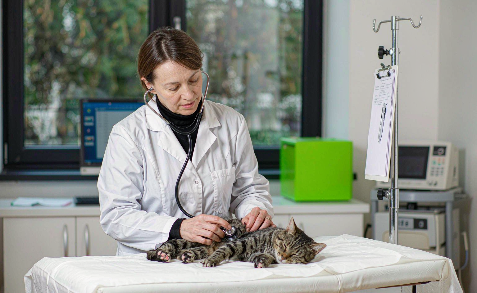 猫咪呼吸急促不爱动？太原宠物医院猫肥厚型心肌病科普