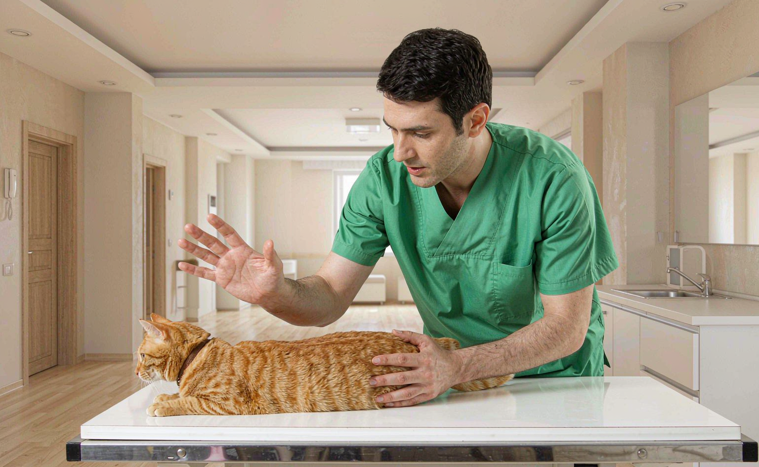 猫咪频繁进出猫砂盆尿中带血？太原宠物医院泌尿结石科普